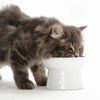 Neko-ichi Food Bowl with Legs for Cats, Mino Ware, Made