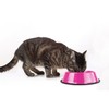 Platinum Pets Non-tip Stainless Steel Dog Bowl, 6 oz, Bubble