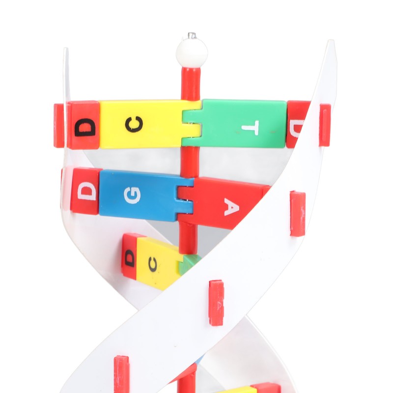 DNA Structure Model Colorful Double Spiral Assemble Model Science Educational
