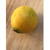 Lemon Drop Mangosteen Garcinia Intermedia Yellow Tropical Fruit Tree Plant