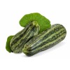 BmoreSpicy.com Cocozelle Summer Squash 20 Seeds Zucchini Fast Growing plant