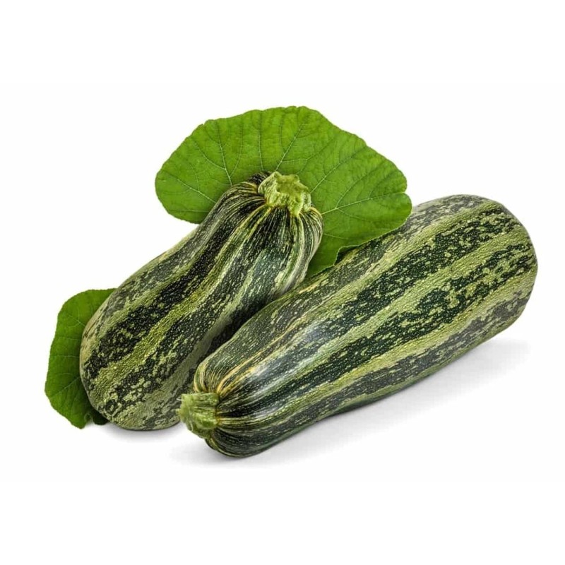 BmoreSpicy.com Cocozelle Summer Squash 20 Seeds Zucchini Fast Growing plant