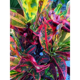 Croton Mammy Red, Mammey Live Tropical Plant Indoor or Outdoor - Size; Overall Height: 2gal Pot; 24-27in