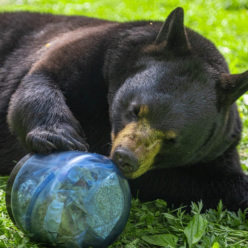 BearVault BV450 Jaunt Portable Bear Canister for Backpacking - Medium