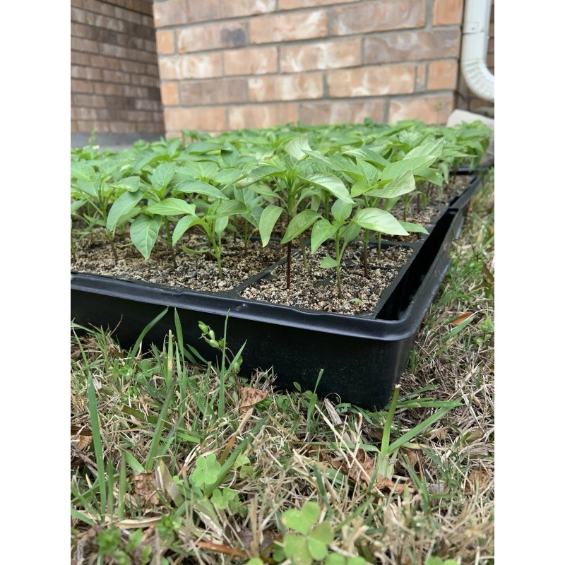 American Seed Hatch Sandia Chili Pepper Seeds, NuMex, Hot Green