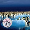 Penguin I Love You Magnet for Animal Lovers Funny Magnet