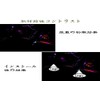 DISYEE Courtesy Lamp Courtesy Ride Honda LED High Brightness Odyssey