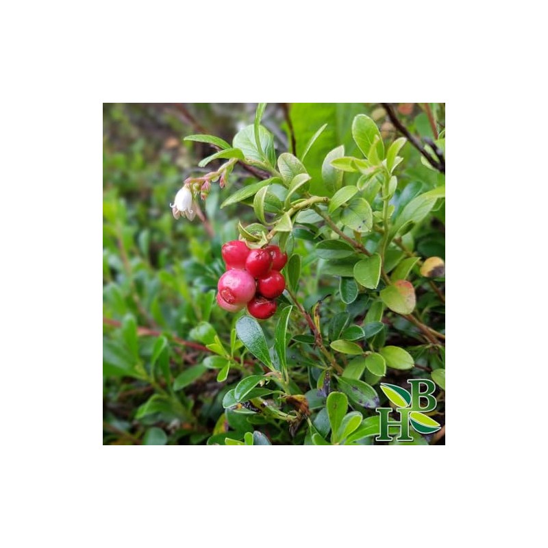Herb To Body Uva Ursi Herb Leaves Whole - 4oz,