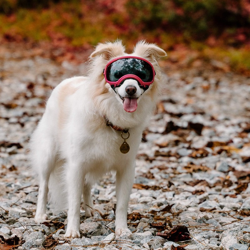 Rex Specs V2 Dog Goggles (Small, Black)