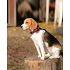 Joytale Reflective Dog Leash,6 FT/4 FT, Padded Handle Nylon Dogs