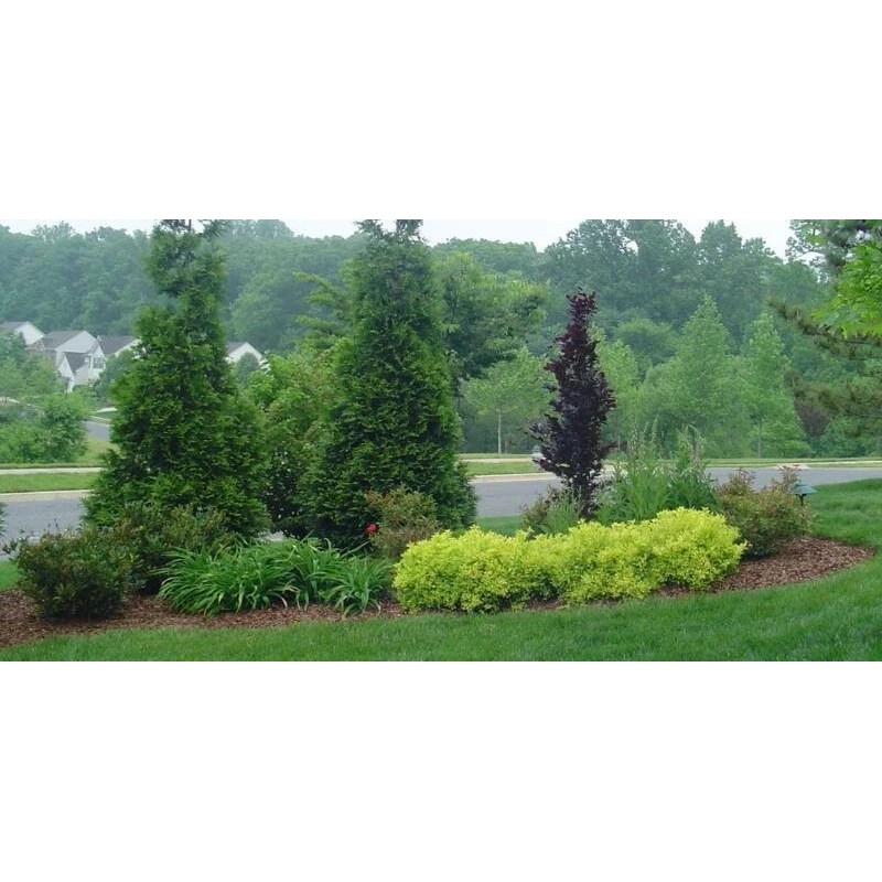 Unbranded 25 Green Giant trees 2.5" pot Arborvitae Thuja plicata
