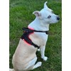 Dog Harness Led Light Pet Adjustable Dog Harness Safety Harness