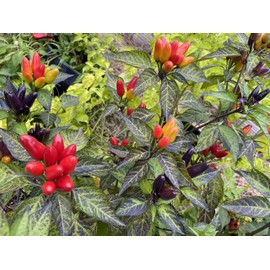 Peruvian Purple Peru Heirloom Pepper Premium Seed Packet + More