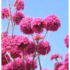 Seed-Top 60 Pink Tabebuia Rosea Seeds Trumpet Tree Handroanthus chrysotrichus