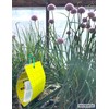 Aphid and Whitefly Sticky Traps - 5 Pack