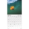 2023 Ocean Life Wall Calendar