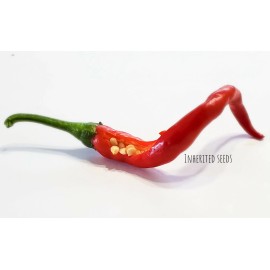 VERY HOT Long Cayenne Chilli pepper HEIRLOOM 30+ seeds 100% Organic Grown in USA