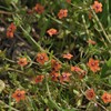 Outsidepride 10000 Seeds Annual Anagallis Arvensis Scarlet Pimpernel Flower Seeds