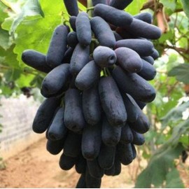 100 Purple Finger Grapes Seed Sweet Grape Fruit Popular Variety Grape Vine PeavyTailor