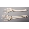 Skeleton Forearms- Life-Size- Pair- 2nd Class
