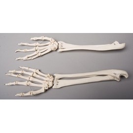 Skeleton Forearms- Life-Size- Pair- 2nd Class