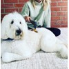 PAW WAVE PERK Percussion Pet Massager for Dogs and Cats