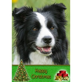 Border Collie Dog Christmas Card 'Happy Christmas' - Special Animal Xmas Card for Him Her from Pets Kids