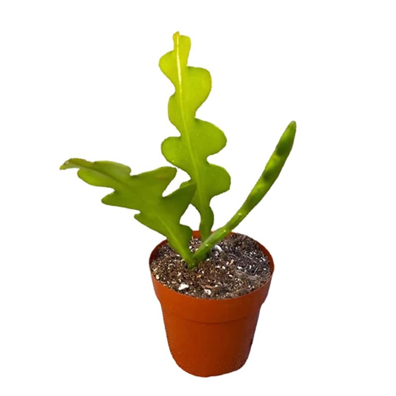 USKC Live Cactus Plants Fishbone Cactus (2.5" Pot)