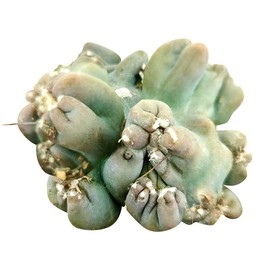 Cereus Ming Thing | Cereus Forbesii Monstrose | Unique Shaped Succulent Plant (4" + Clay Pot)