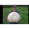 CEMEHA SEEDS - Giant Puffball Mushrooms Non GMO for Planting