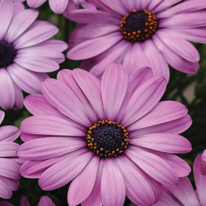 Outsidepride Lavender Osteospermum African Daisy Seeds - 20 Pcs. Perennial