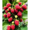 Red Raspberry Seeds for Planting 100+ Pcs Seeds Heirloom Non-GMO