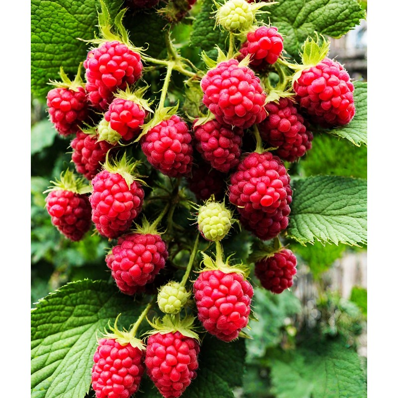 Red Raspberry Seeds for Planting 100+ Pcs Seeds Heirloom Non-GMO