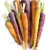 Seed Needs, Kaleidoscope / Rainbow Blend Carrot Seeds for Planting