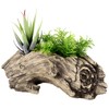 Aclema Succulent Planters Driftwood Planter Succulent Pots Small Plant Flower