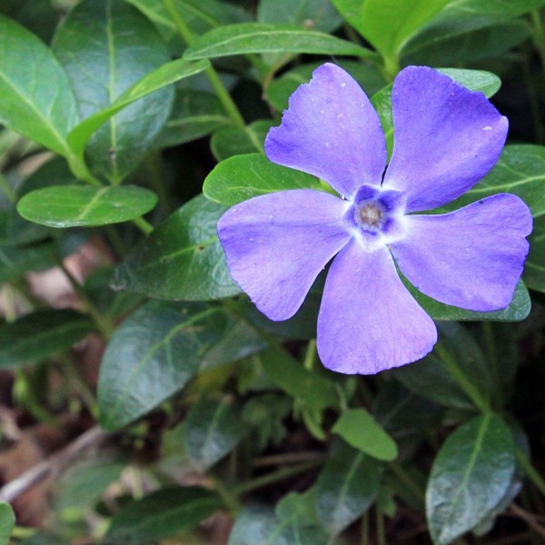 Clovers Garden Creeping Myrtle Periwinkle Plants- Two (2) Live Plants