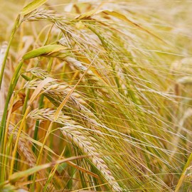 Organic Barley Seeds (Hordeum vulgare) – 150+ Seeds for Grain Production, Cover Crops, and Animal Feed