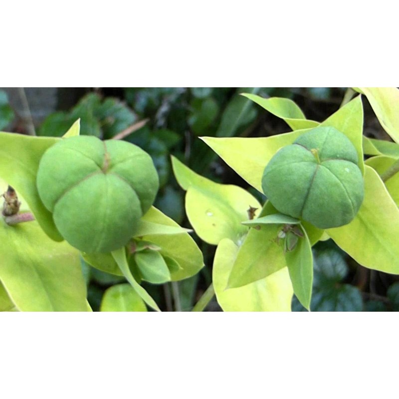 Buy Rare Seeds Capparis spinosa | Spineless Caper Bush |