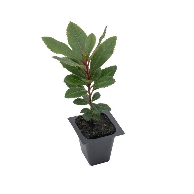 1 Arbutus Unedo Live Strawberry Tree Plant – Sweet Resilient