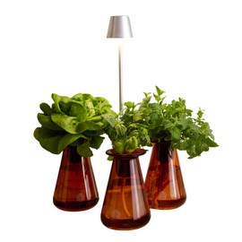 Lettuce Grow Counterstand Set – Vase Plant for Indoor Edible Garden Kit for Herbs & Lettuce – Small-Space Hydroponic System – Home Decor & Gifting – with Live Plants