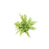Lemon Buttons Fern - 4'' from California Tropicals