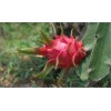 Cactus 3pcs Dragon Fruit Cutting 7” Red Flesh Self Pollinating