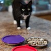 Messy Cats 4pc Set with Two Stainless Saucer Shaped Bowls