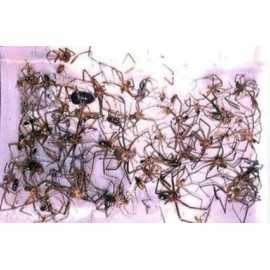 Bell Labs 12 Brown Recluse Spider Traps House Spider Traps Non-Toxic Sticky Spider Traps
