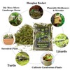 Sukh Sphagnum Moss for Reptiles -Terrarium Moss for Reptiles Peat