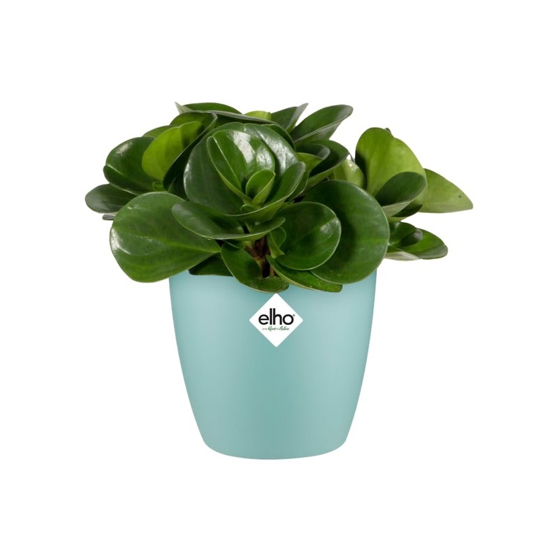elho Brussels Round Mini 7 - Flower Pot for Indoor