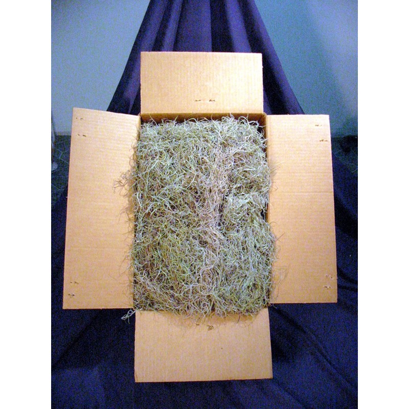 Fresh Spanish Moss for Crafts, displays, Costumes, and Floral Arrangements