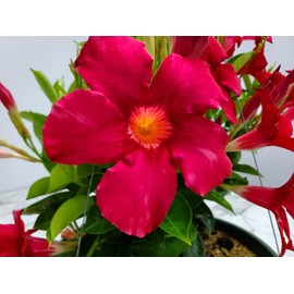 Dipladenia Plant Live Hanging Basket - Coral - 12" Flower Hanging Plant - Overall Size 14" Wide by 16" Tall - Tropical Plants of Florida (Plant + Fertilizer + Soil + Heat Pack)