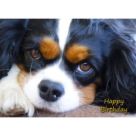 Cavalier King Charles Spaniel Birthday Card