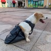 derYEP Dog Drag Bag Durable Indoor for paralyzed Disabled Back